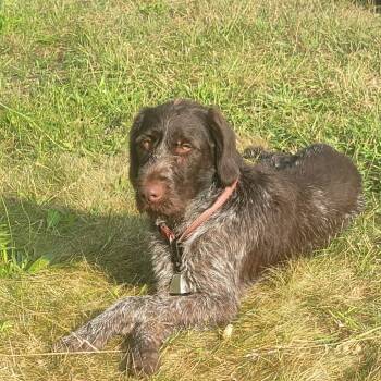 Rescue German Wirehaired Pointer Dogs for Adoption in Santa Rosa, California - Buck (FOSTER PENDING New Boston, Michigan) | PetCurious