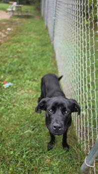 Licorice -  German Shepherd Dog Dog for Adoption in Kalamazoo, Michigan - Licorice | PetCurious