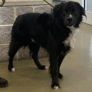 Collie Dogs Available for Adoption - 70410 | PetCurious