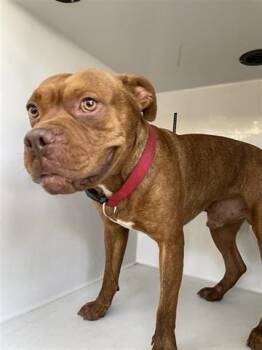 Rescue American Bulldog and Dogue De Bordeaux Dogs for Adoption in Houston, Texas - A639774 | PetCurious
