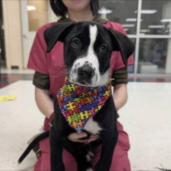 Mixed Breed Dogs Available for Adoption in Flatwoods, Kentucky - Linguine | PetCurious