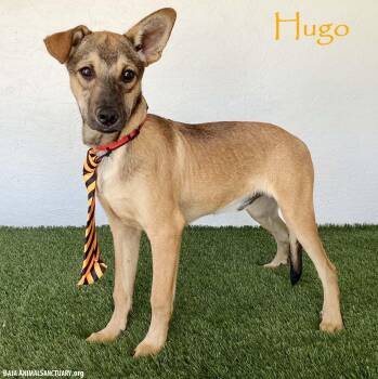 Hugo -  Shepherd Dog for Adoption in San Diego, California - Hugo | PetCurious