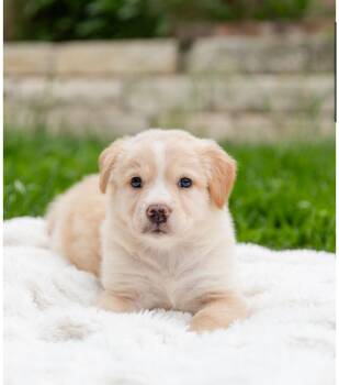 Corgi and Australian Cattle Dog Blue Heeler Dogs Available for Adoption in Pflugerville, Texas - Montana  | PetCurious