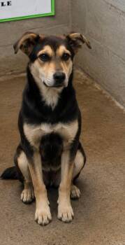 Floyd -  Husky and Shepherd Dog for Adoption in Westwood, New Jersey - Floyd | PetCurious