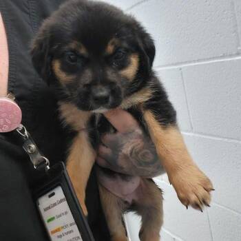 Shepherd and Australian Cattle Dog Blue Heeler Dogs Available for Adoption in Lake Havasu City, Arizona - Hermione | PetCurious