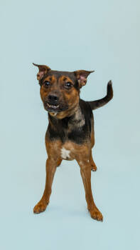 Rescue Mixed Breed Dogs for Adoption in Knoxville, Tennessee - Rolly Polly | PetCurious