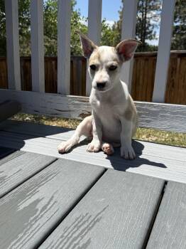 Rumi -  Rat Terrier Dog for Adoption in Littleton, Colorado - Rumi | PetCurious