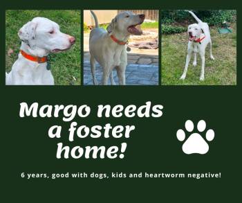 Needs Foster Margo (TX) -  English Pointer Dog for Adoption in Bridgeton, New Jersey - Needs Foster Margo (TX) | PetCurious