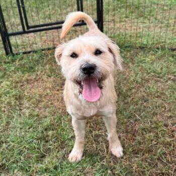 Rescue Border Terrier and Mixed Breed Dogs for Adoption in Houston, Texas - Megan | PetCurious