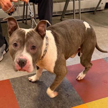 Cyrus -  Pit Bull Terrier Dog for Adoption in Philadelphia, Pennsylvania - Cyrus | PetCurious