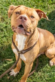 Rescue Mixed Breed Dogs for Adoption in Atlanta, Georgia - Chuncker | PetCurious