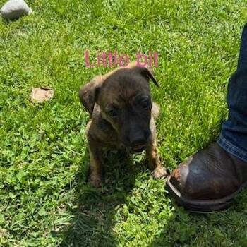 German Shepherd Dog and Boxer Dogs Available for Adoption in Lynchburg, Virginia - Little Bit | PetCurious