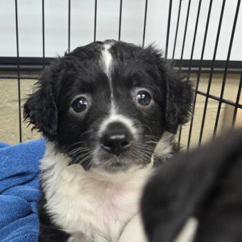 Wednesday -  Chihuahua and Jack Russell Terrier Dog for Adoption in Madisonville, Kentucky - Wednesday | PetCurious