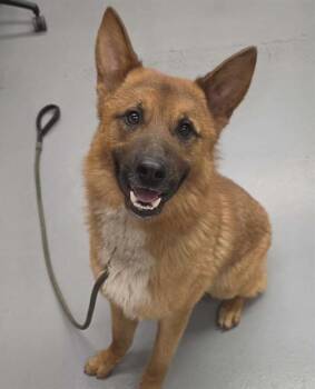 Fuego -  Shepherd Dog for Adoption in Phoenix, Oregon - Fuego | PetCurious