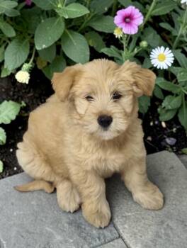 Sheepadoodle and Samoyed Dogs Available for Adoption in Los Angeles, California - Annie | PetCurious