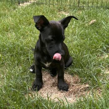 Tecate -  Chihuahua and Terrier Dog for Adoption in Minneapolis, Minnesota - Tecate | PetCurious