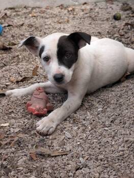 Rescue American Bully Dogs for Adoption in Osceola, Missouri - Patches | PetCurious