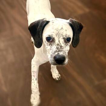 Beagle Dogs Available for Adoption in Las Vegas, Nevada - Bourbon | PetCurious