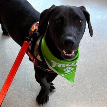 Jetson -  Dachshund and Labrador Retriever Dog for Adoption in Center Point, Texas - Jetson | PetCurious