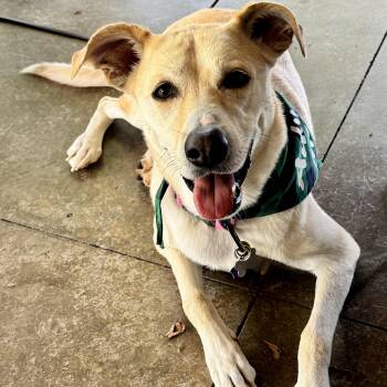 Jazzy -  Yellow Labrador Retriever Dog for Adoption in Manassas, Virginia - Jazzy | PetCurious