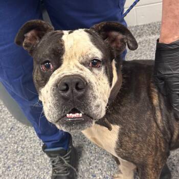 Legend -  Mixed Breed Dog for Adoption in Greenville, South Carolina - Legend | PetCurious
