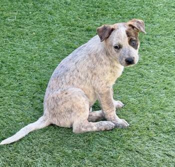 Merrill -  Australian Cattle Dog Blue Heeler Dog for Adoption in El Cajon, California - Merrill | PetCurious