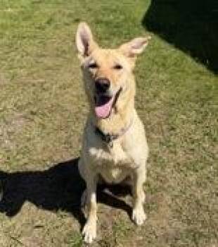 Nita -  Mixed Breed Dog Available for Adoption in Potsdam, New York - Nita | PetCurious
