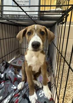 Totter 64742 -  Mixed Breed Dog for Adoption in Aiken, South Carolina - Totter 64742 | PetCurious