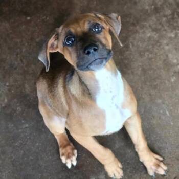 Gingersnap -  Rhodesian Ridgeback and Mixed Breed Dog for Adoption in Sarasota, Florida - Gingersnap | PetCurious