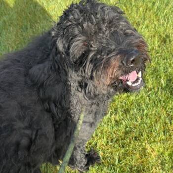 Poodle Dogs Available for Adoption in Idaho Falls, Idaho - Huxley | PetCurious