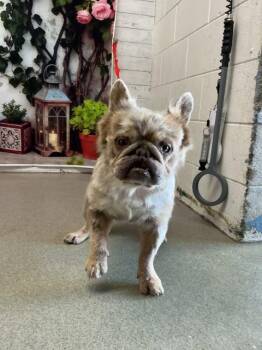 French Bulldog Dogs Available for Adoption in San Bernardino, California - RICHARD | PetCurious