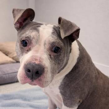 Mixed Breed and Staffordshire Bull Terrier Dogs Available for Adoption - Skye | PetCurious