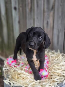 Labrador Retriever Dogs Available for Adoption in Sterling, Massachusetts - AYRA 3 Months AVA 5/13 | PetCurious