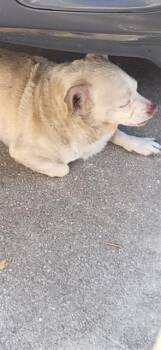 Chihuahua Dogs Available for Adoption - POTATO | PetCurious