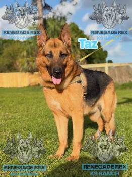 Taz -  German Shepherd Dog Dog for Adoption - Taz | PetCurious