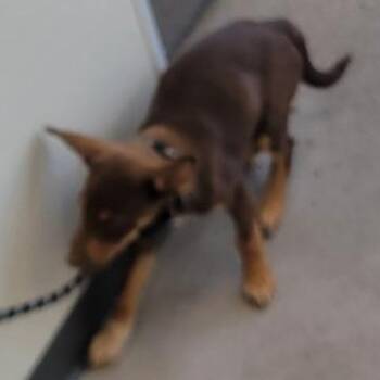 Brownie -  Mixed Breed Dog for Adoption in Las Cruces, New Mexico - Brownie | PetCurious