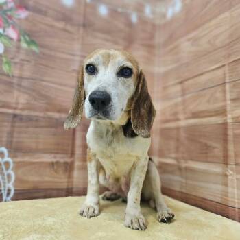 Beagle and Mixed Breed Dogs Available for Adoption - Vixey | PetCurious