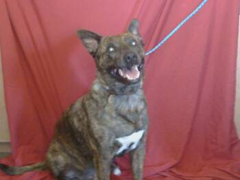 Rescue Pit Bull Terrier Dogs for Adoption in Sacramento, California - TYGER | PetCurious