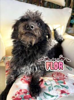 Rescue Terrier and Poodle Dogs for Adoption in Santa Clarita, California - Flor | PetCurious