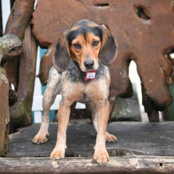 Beagle Dogs Available for Adoption - Aletta | PetCurious