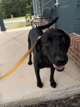 26-468 -  Labrador Retriever and Mixed Breed Dog for Adoption in Barnesville, Georgia - 26-468 | PetCurious