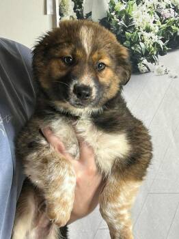 Australian Shepherd Dogs Available for Adoption in Glocester, Rhode Island - Sawyer | PetCurious