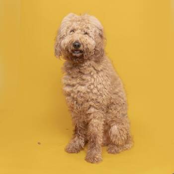 Tuck -  Mixed Breed Dog for Adoption in Franklin, Tennessee - Tuck | PetCurious