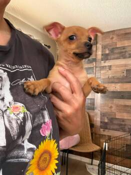 The Bunnies - Benjamin -  Chihuahua and Cairn Terrier Dog for Adoption in Phoenix, Arizona - The Bunnies - Benjamin | PetCurious