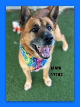 Shepherd Dogs Available for Adoption - MANI | PetCurious