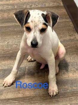 Roscoe -  Jack Russell Terrier Dog Available for Adoption in Buford, Georgia - Roscoe | PetCurious