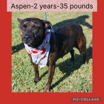 Rescue Mixed Breed Dogs for Adoption in New Iberia, Louisiana - Aspen | PetCurious