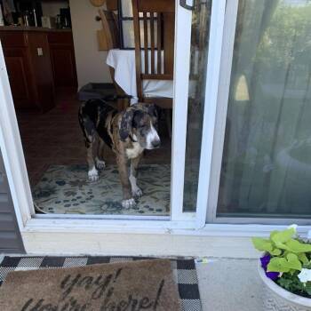 Odin -  Great Dane and Catahoula Leopard Dog Dog for Adoption in Shorewood, Illinois - Odin | PetCurious