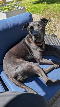 Nicky -  Labrador Retriever Dog for Adoption in Bothell, Washington - Nicky | PetCurious