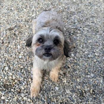 Shih Tzu Dogs Available for Adoption in Indianapolis, Indiana - Reenie | PetCurious